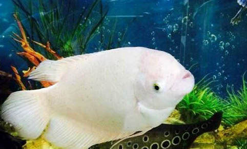 招財魚水溫度多少最佳