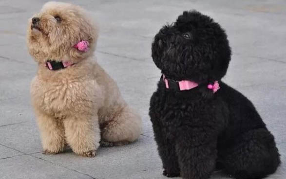 狗狗走兩步就坐下怎么回事?