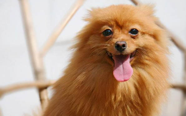 犬瘟抽搐多久會死