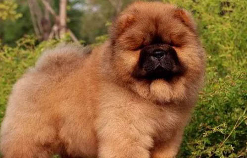 松獅犬幼犬多少錢一只
