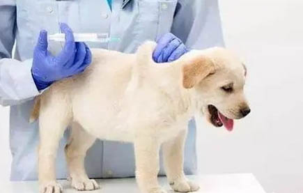 幼犬會換牙嗎，大概什么時候