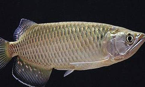 藍美人魚好養(yǎng)嗎