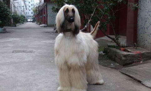 米格魯獵犬如何訓練