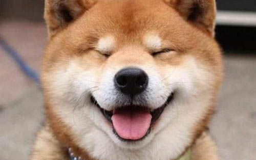 泰迪狗身上長癬怎么治療