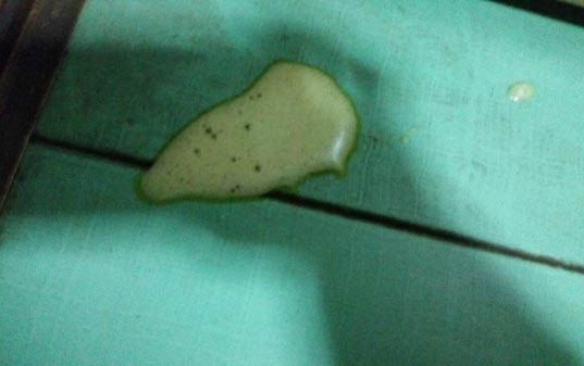 狗狗子宮蓄膿癥狀有哪些