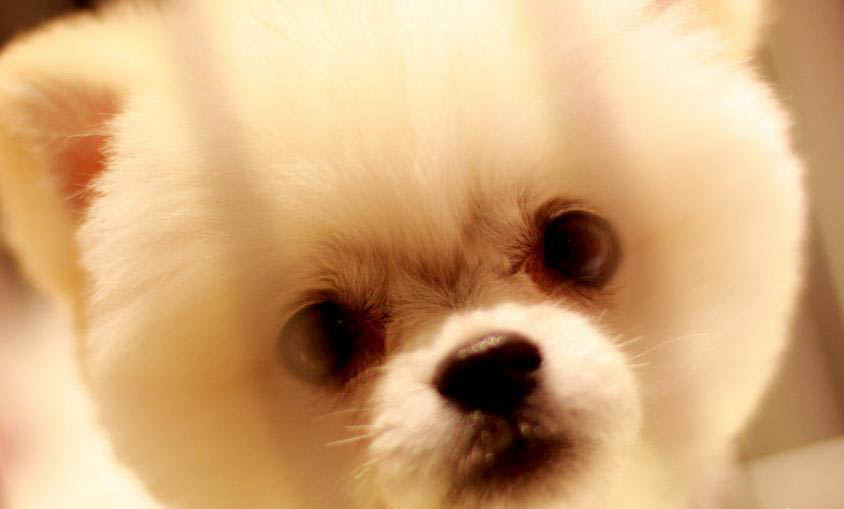 狗狗犬瘟的初期癥狀有哪些