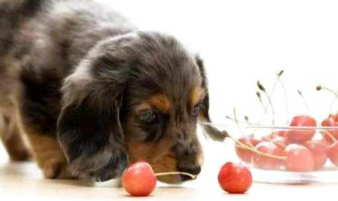 狗狗得犬瘟熱大概多久能痊愈