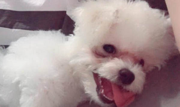 狗狗為什么會一只眼睛流眼淚