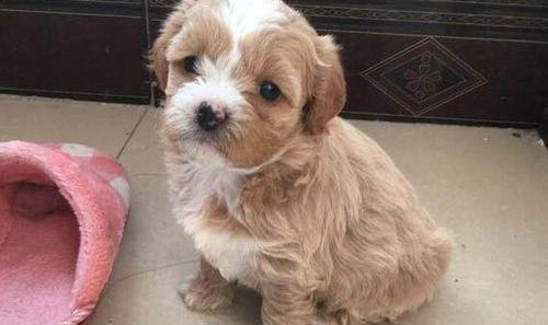幼犬打嗝是什么原因引起的