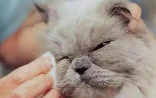 小貓咪眼睛一直流眼淚怎么回事啊