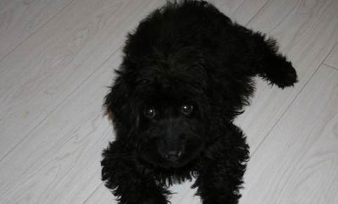 巴吉度犬是哪個(gè)國(guó)家犬