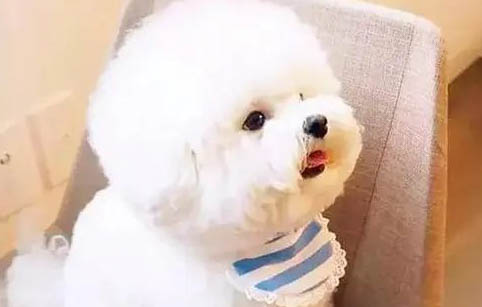 狗狗為什么會吃草？