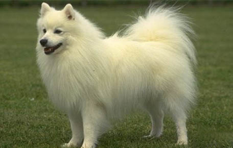 銀狐犬能活多少年