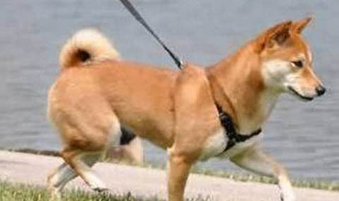 狗狗得狂犬病有哪些癥狀
