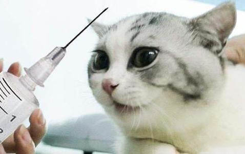 貓咪眼睛流膿
