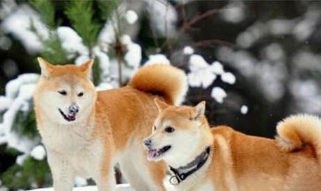 三門峽哪里有賣柴犬