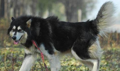 阿拉斯加犬好養么