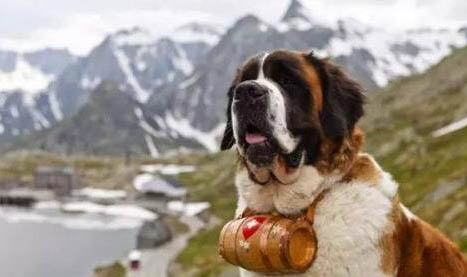 圣伯納犬真菌感染的原因及處理方法