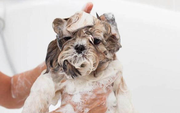 什么狗狗有狂犬病毒