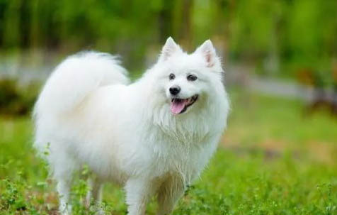 銀狐犬和薩摩耶有什么區別