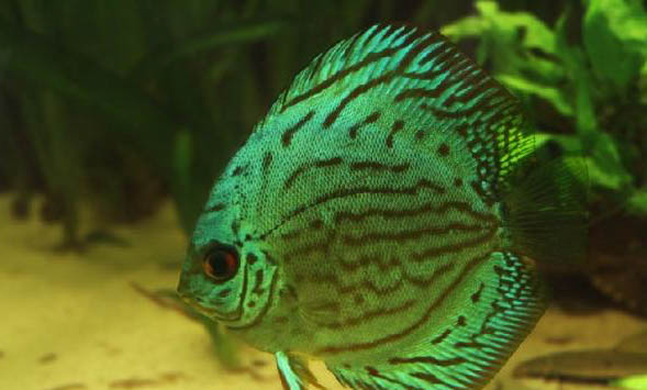 神仙魚多久能長大
