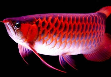 銀龍魚不吃食還能活多久
