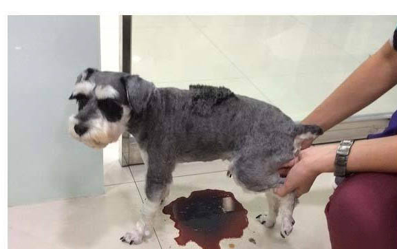 狗狗肛門紅腫鼓起大包什么原因