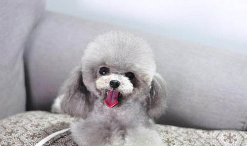 5個月泰迪犬體型對照表