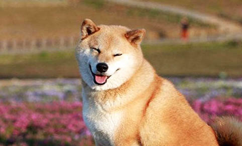 如何判斷柴犬是否健康?柴犬健康評判標準