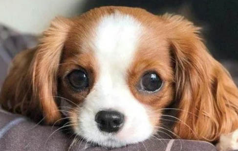 寵物犬止痛藥有哪些