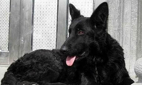 德國(guó)牧羊犬哪里有賣