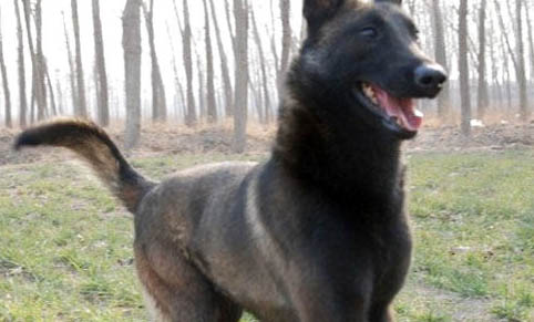 馬犬立耳方法是什么