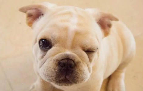 世界十大兇猛斗犬是哪十種狗?