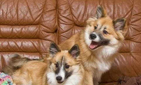 狗狗的犬瘟發病后多久才能恢復?