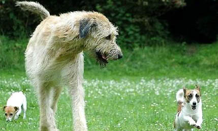 愛爾蘭獵狼犬拉稀帶血的原因及處理方法
