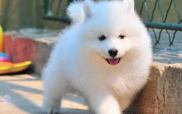 薩摩耶犬生產后惡露多久排干凈