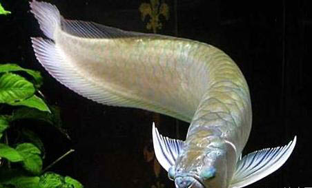 銀龍魚和鸚鵡魚混養需要注意什么