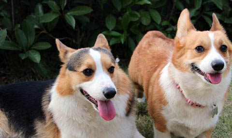 柯基犬耳朵不立怎么回事