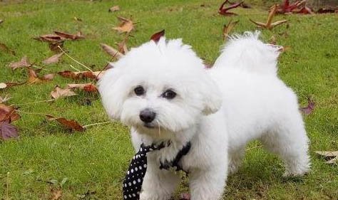 比熊犬淚痕的產生原因及處理方法