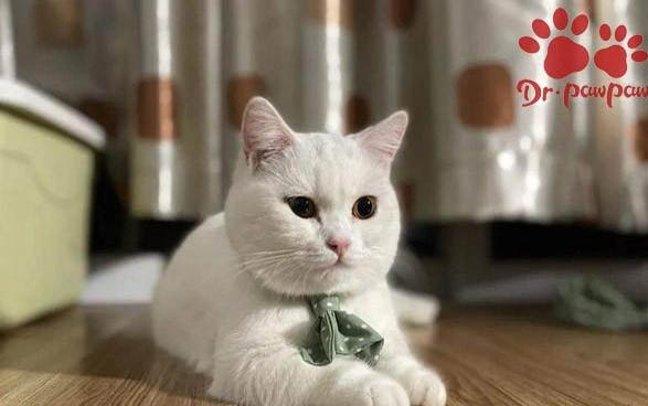 小貓感冒流鼻涕怎么辦