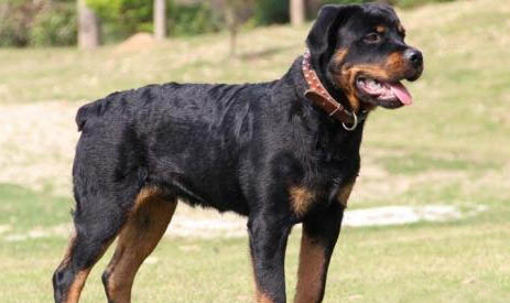 羅威納犬的原產地在哪里