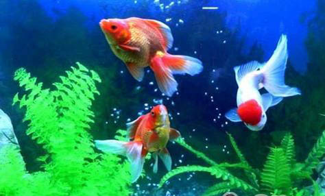 6.0子線能釣多大魚