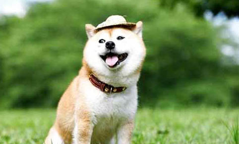 成年柴犬一天吃多少狗糧
