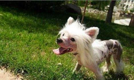 冠毛犬狗狗為什么沒人養(yǎng)