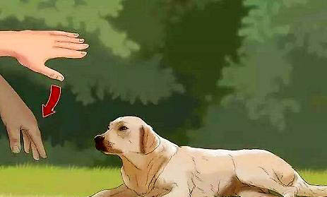 狗狗都有哪些品種