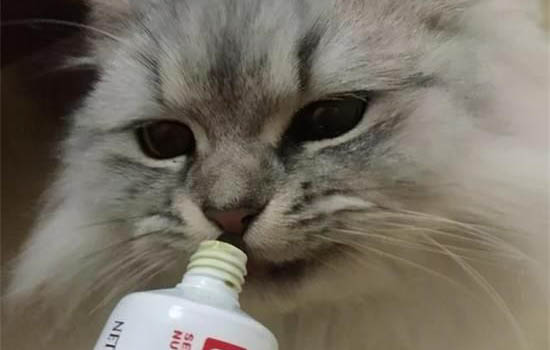 貓咪可以吃狗糧嗎
