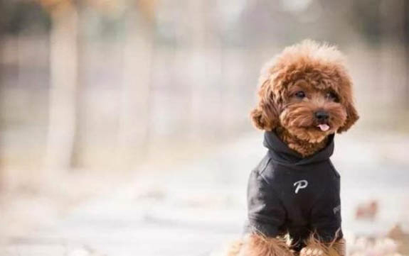 狗狗生理期能不能洗澡啊?