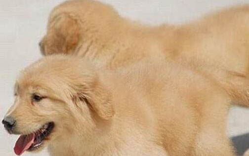 金毛犬的缺點有哪些
