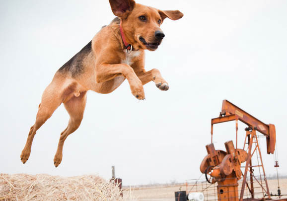 美國獵狐犬支氣管炎霧化效果怎么樣