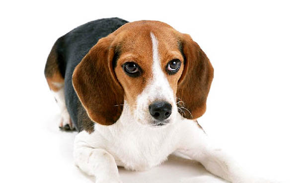 比格犬飼養注意事項
